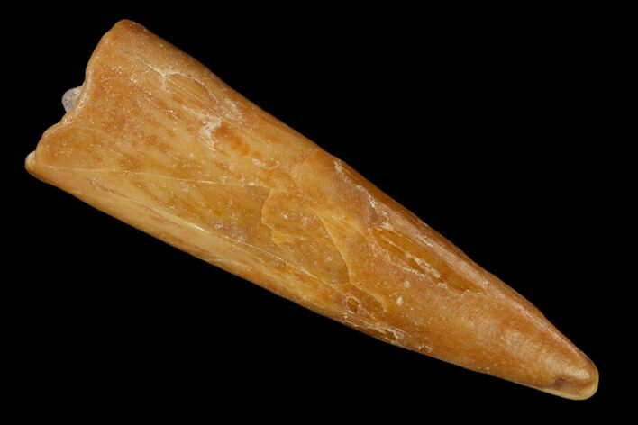 Fossil Pterosaur (Siroccopteryx) Tooth - Morocco #140693